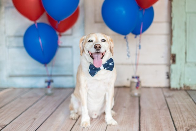 Helping Animals Stay Safe During Fireworks