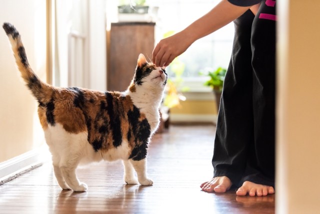 Can You Train Your Cat?