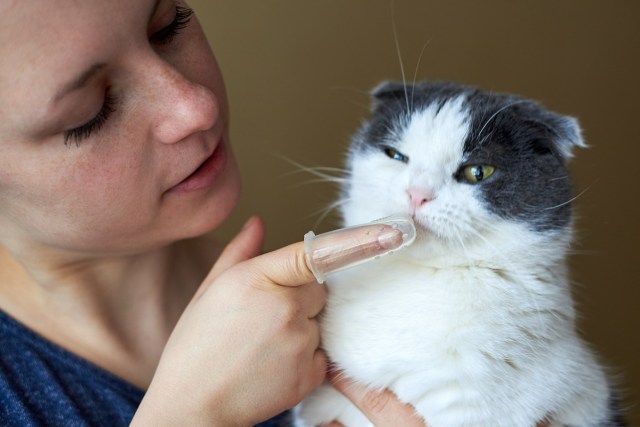 Why You Shouldn’t Ignore Your Pet’s Oral Health