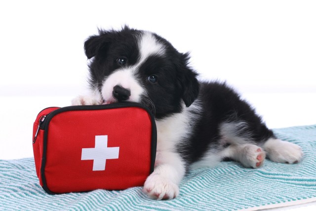 How to Make a Pet First Aid Kit